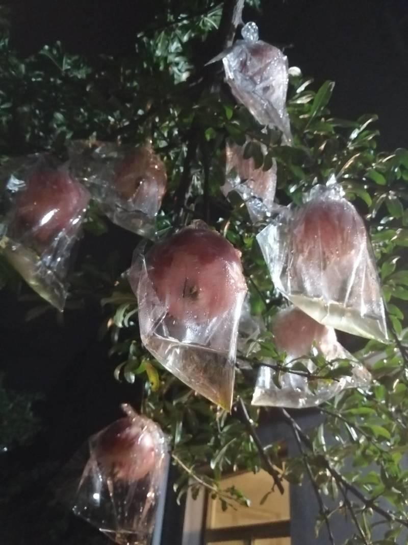 石榴自己种的临潼甜石榴