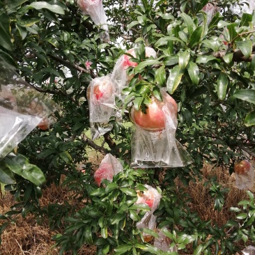 石榴自己种的临潼甜石榴
