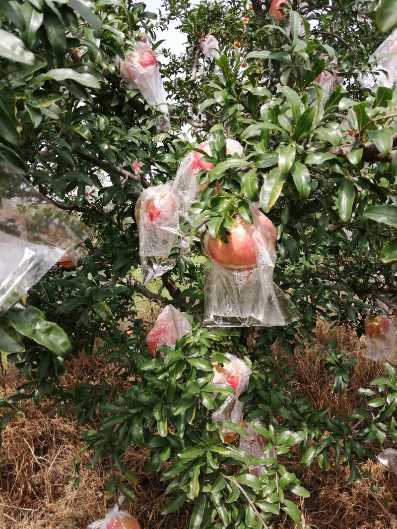 石榴自己种的临潼甜石榴