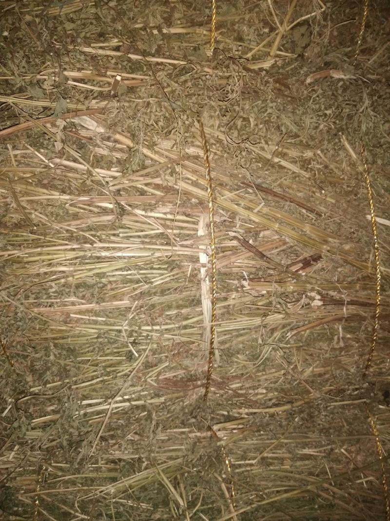 益母草片，益母草个子，前中后期大量供应