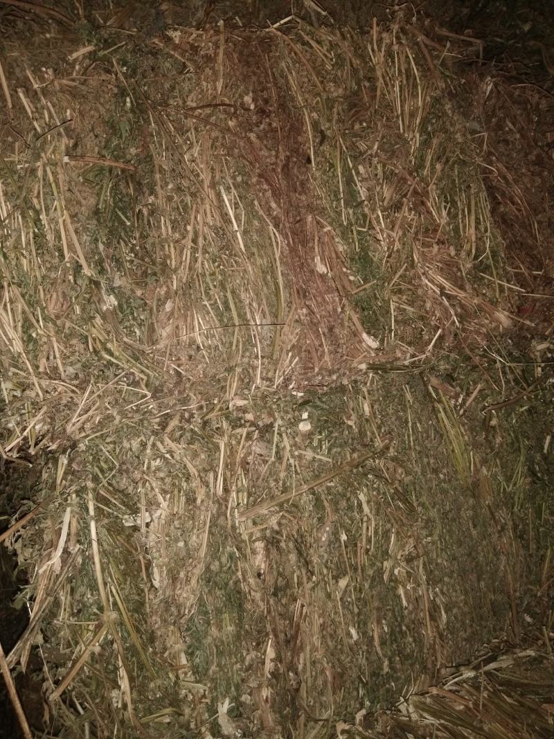 益母草片，益母草个子，前中后期大量供应