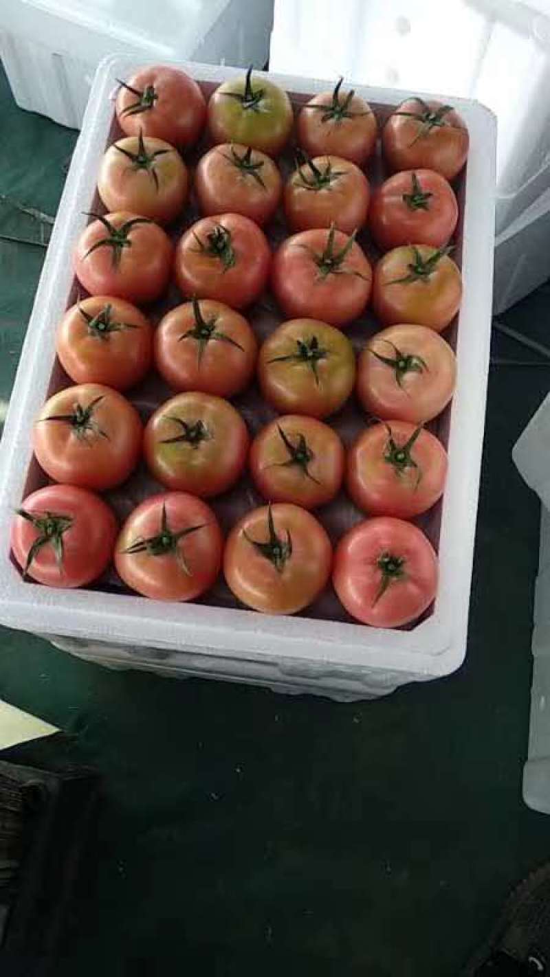 内蒙古精品西红柿硬粉产地直供，一次合作，终身朋友，