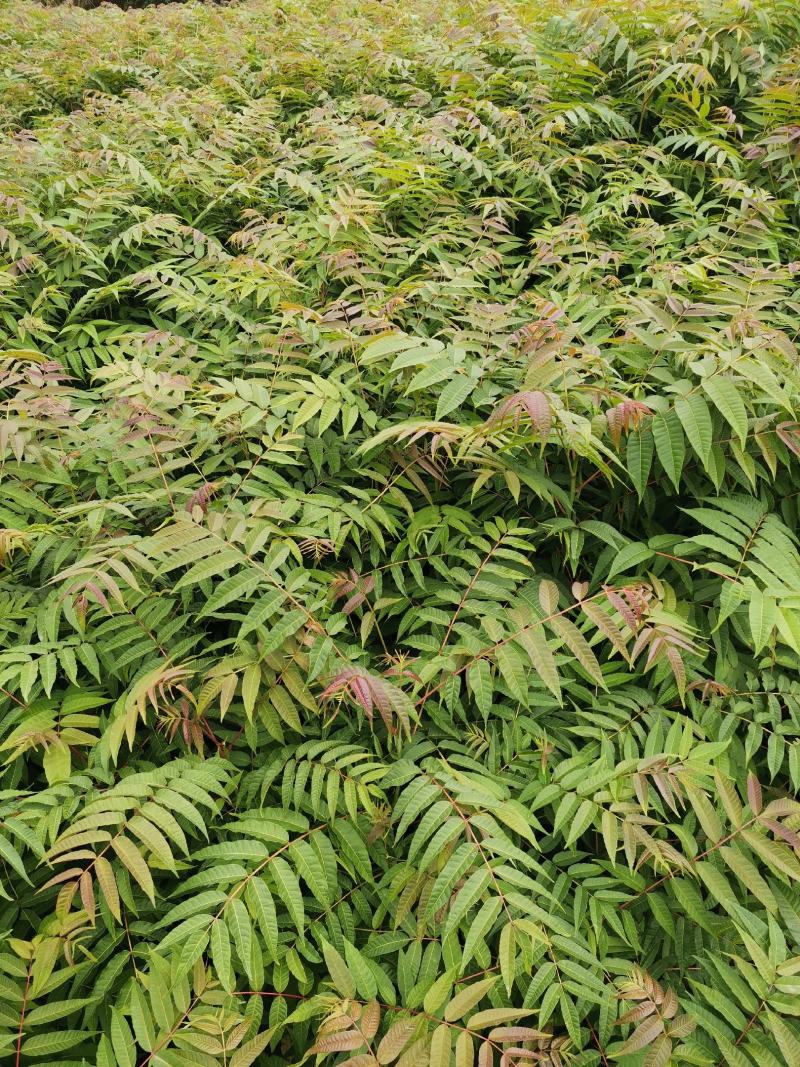 红油香椿苗，正宗四季椿芽树苗，香椿苗，香椿小苗，香椿大苗