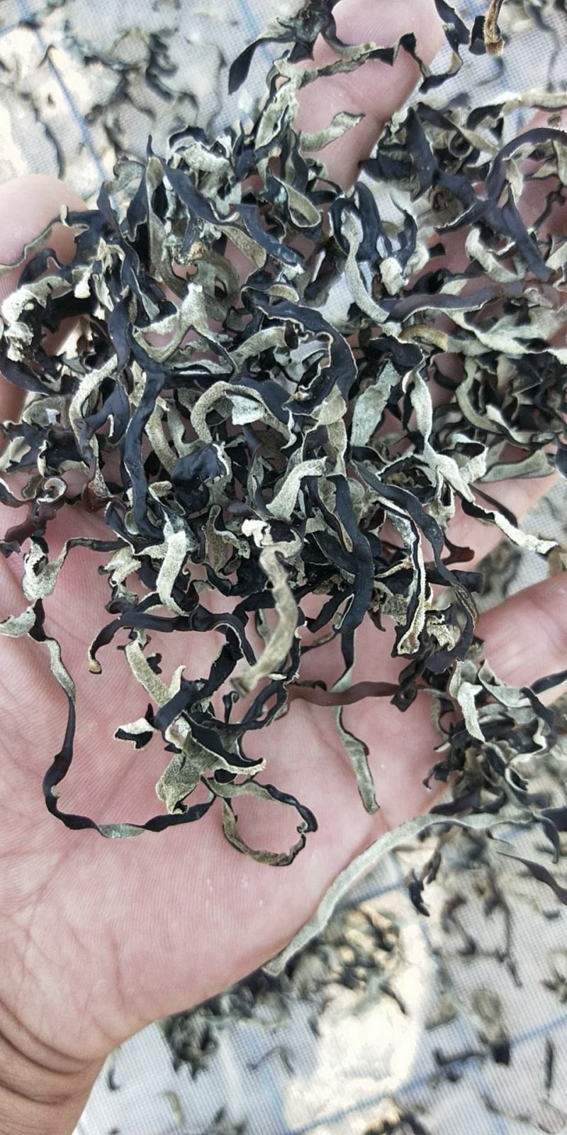 木耳丝木耳江苏木耳山东木耳鱼台木耳