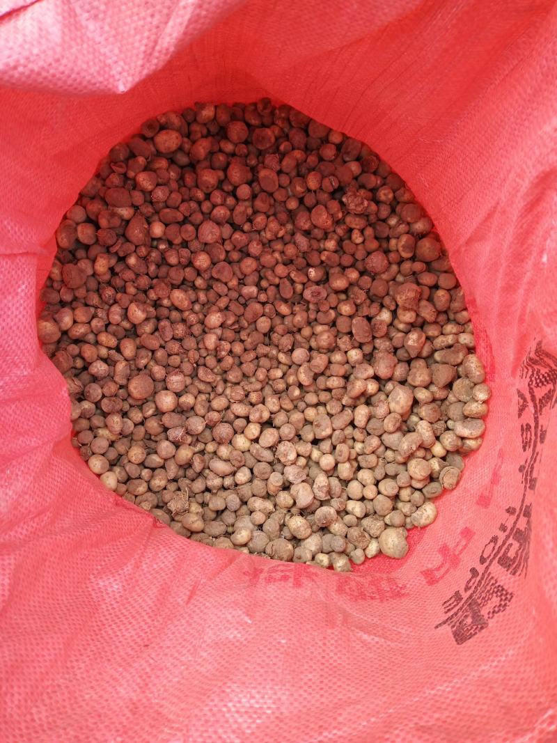 旱半夏种子，山东菏泽产地直销，质量纯正度百分之九十九以上
