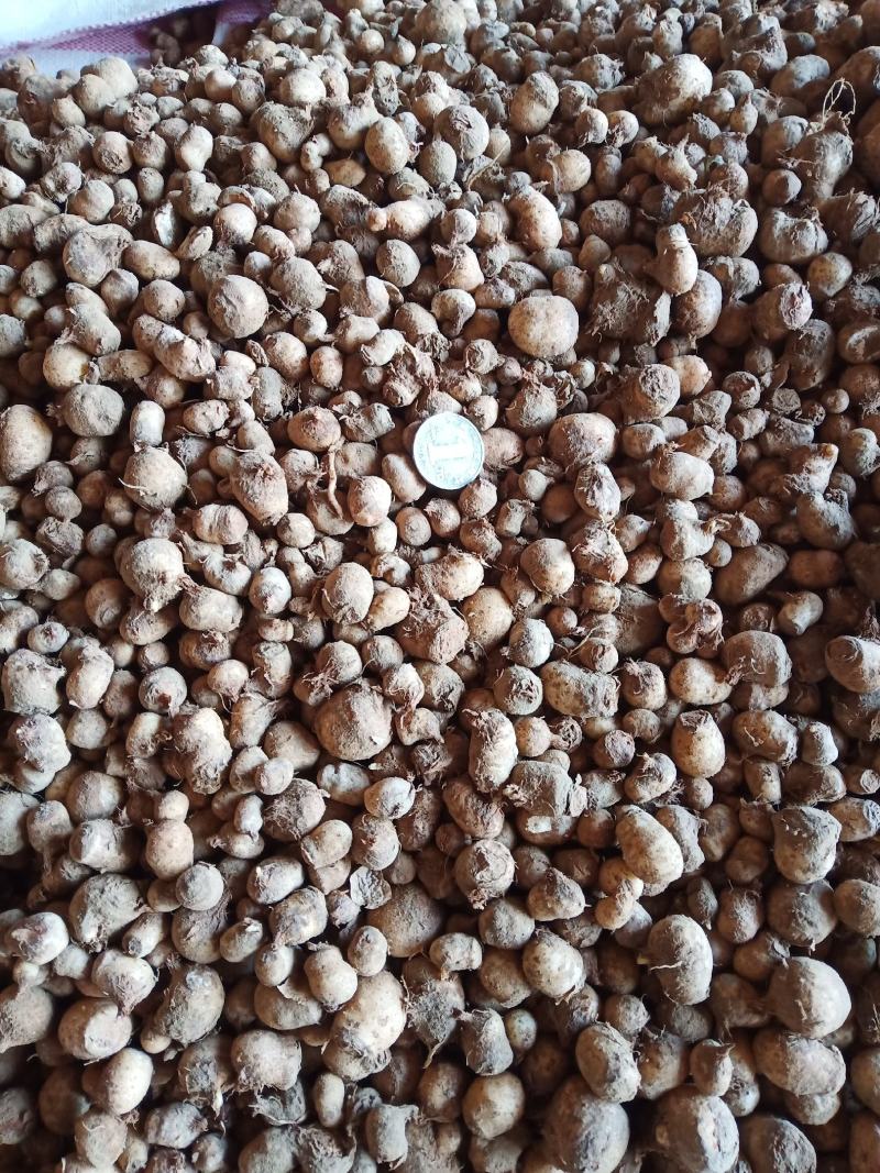 旱半夏种子，山东菏泽产地直销，质量纯正度百分之九十九以上