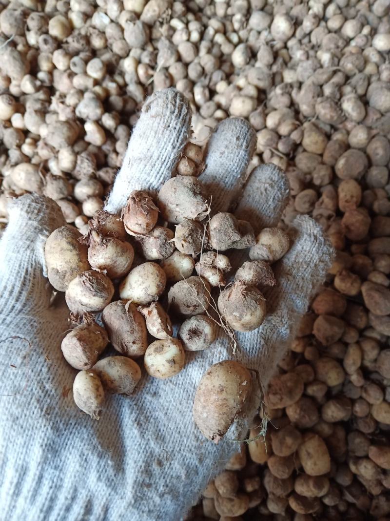 旱半夏种子，山东菏泽产地直销，质量纯正度百分之九十九以上