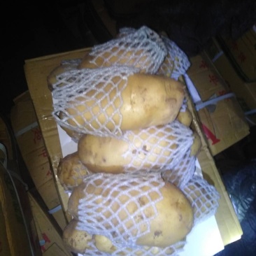 安丘露天土豆半斤冷库陆续出货