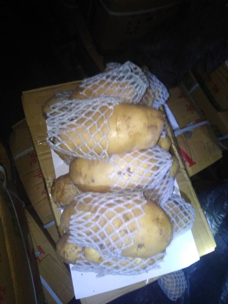 安丘露天土豆半斤冷库陆续出货