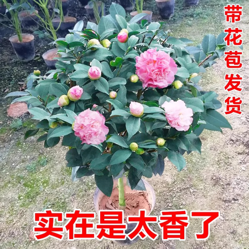 茶花，四级茶花，山茶花，高杆茶花种植基地常年出售茶花