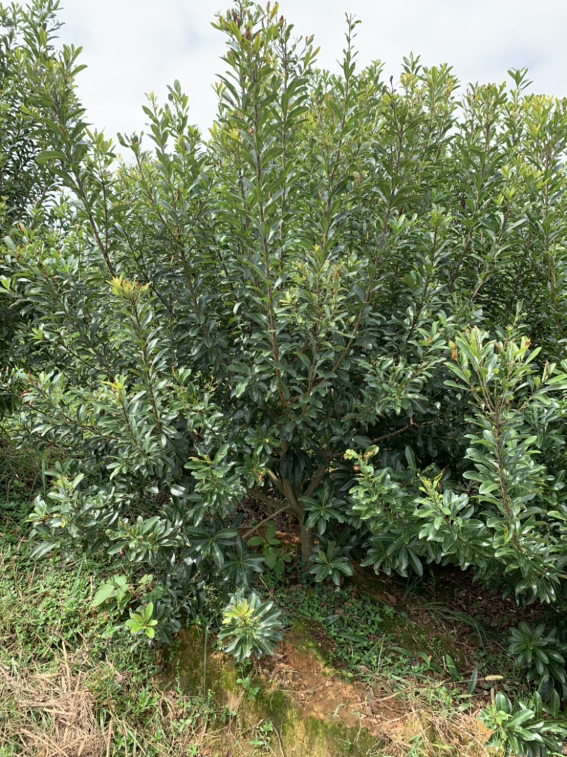 供应2-6公分杨梅树小苗，高度165-2米左右