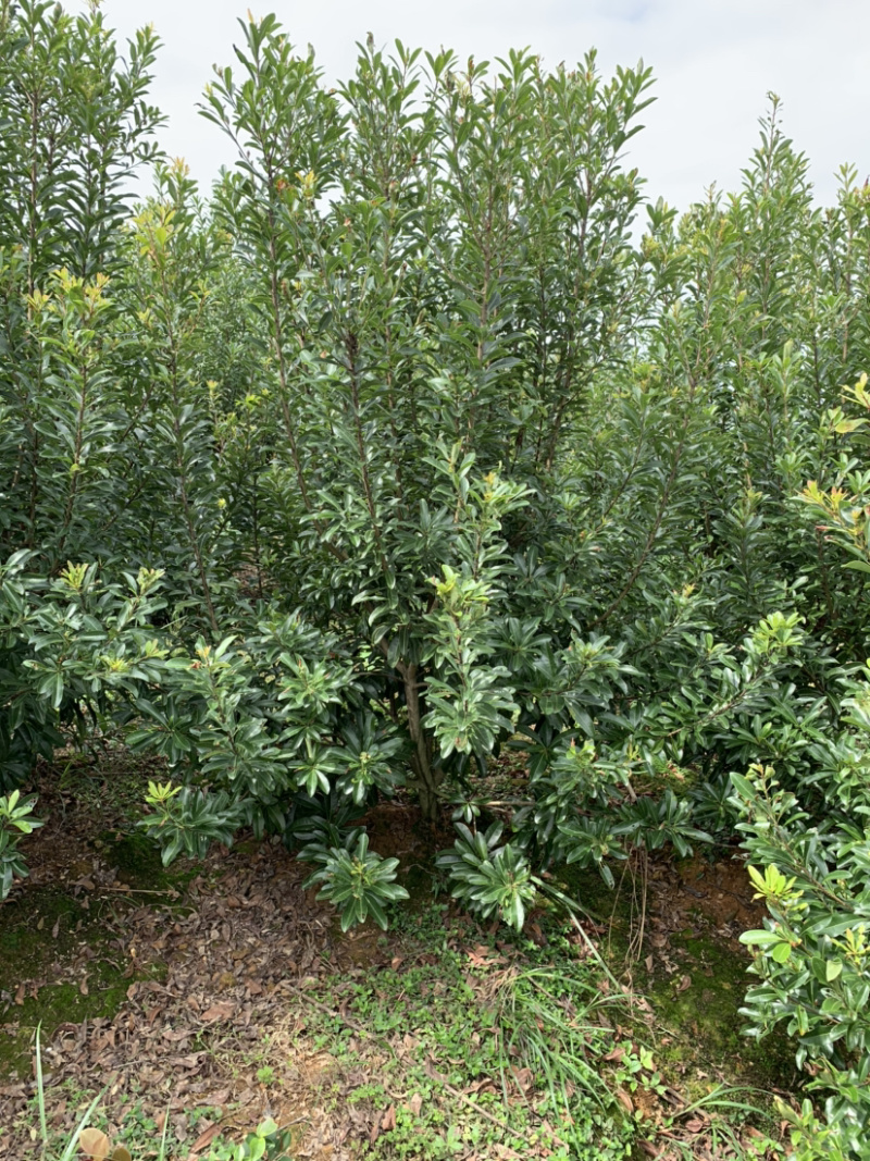 供应2-6公分杨梅树小苗，高度165-2米左右