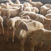 湖羊种羊，小母羊，怀孕母羊