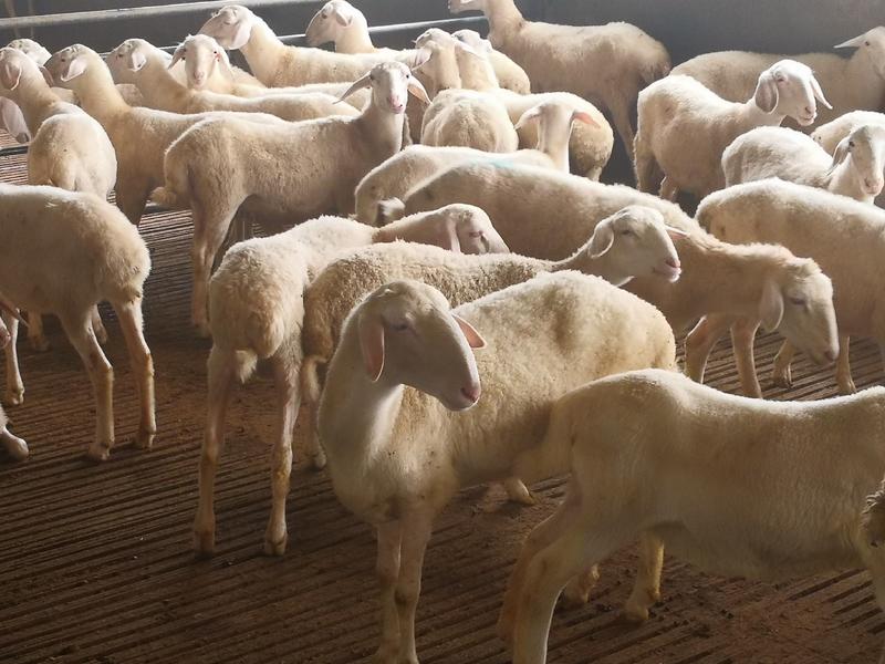 湖羊种羊，小母羊，怀孕母羊
