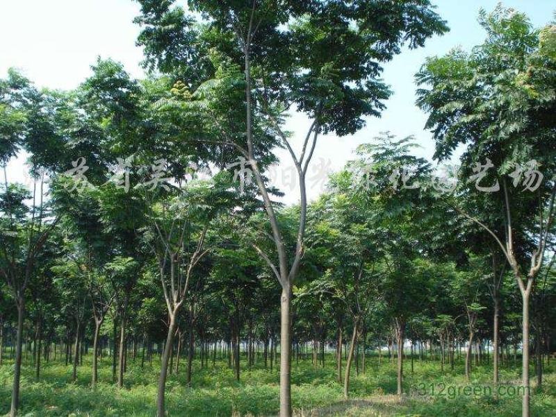 栾树，黄山栾树6～20公分成活率高大量供应诚信经营