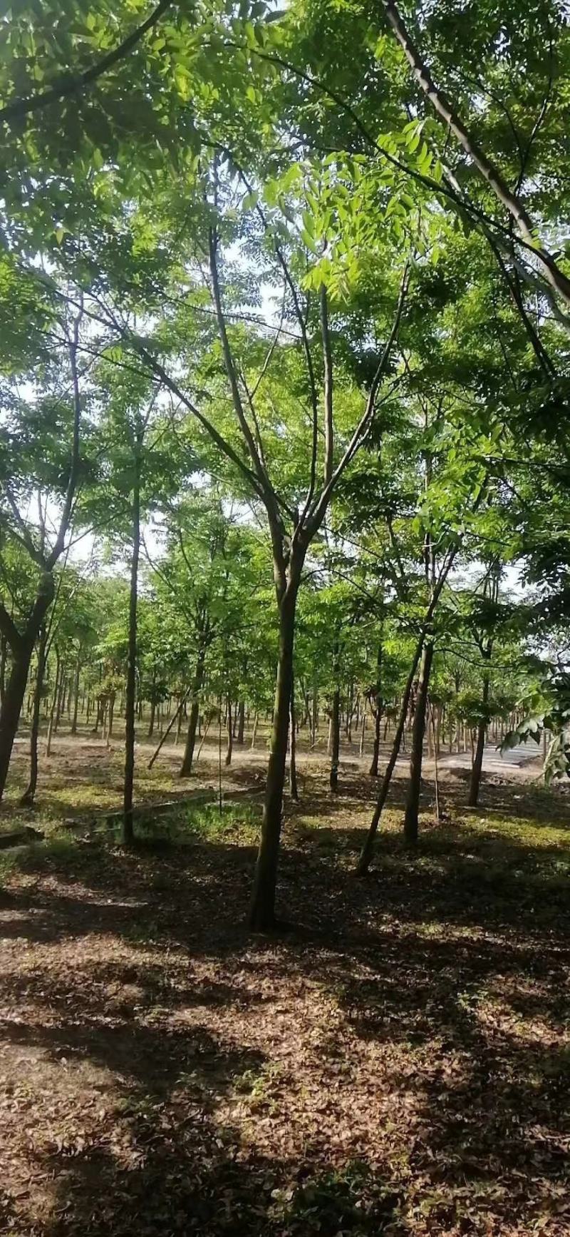 栾树，黄山栾树6～20公分成活率高大量供应诚信经营