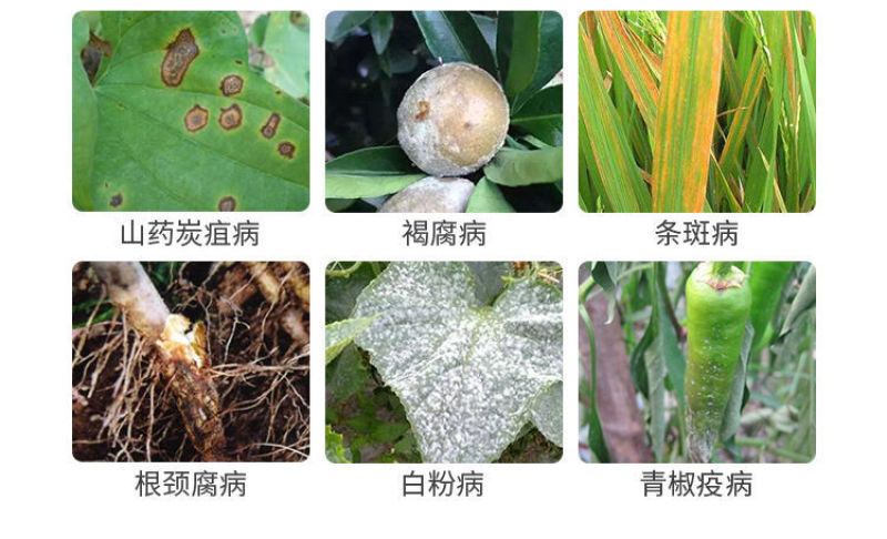 沪联亿生代森锰锌番茄早疫病农药杀菌剂