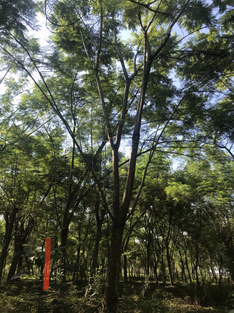 蓝花楹五成货价格优势