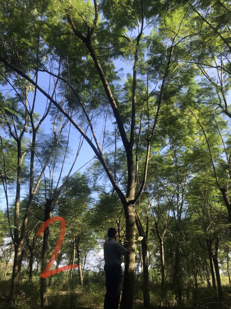 蓝花楹五成货价格优势