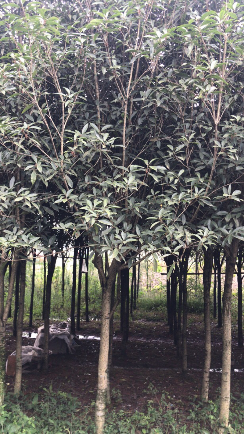 桂花/八月桂自然冠/桂花