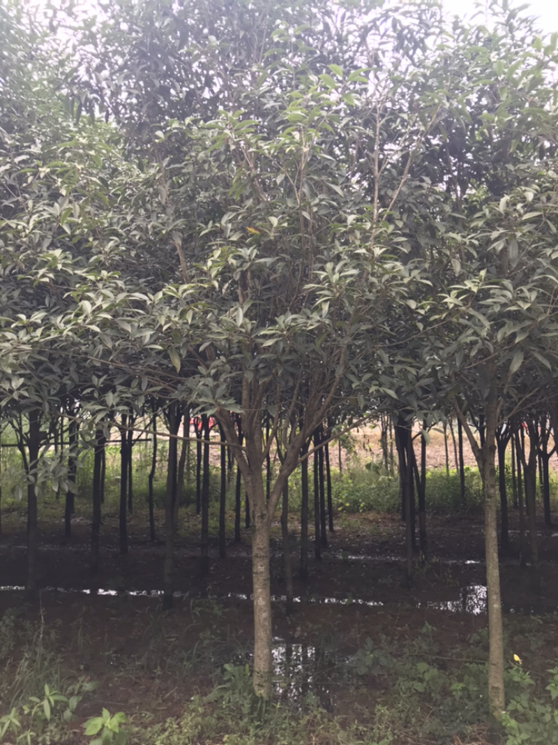 桂花/八月桂自然冠/桂花