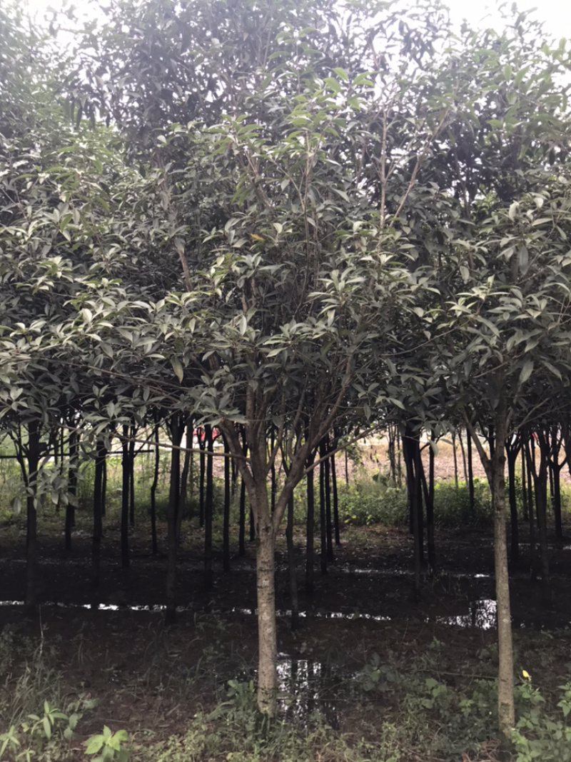 桂花/八月桂自然冠/桂花