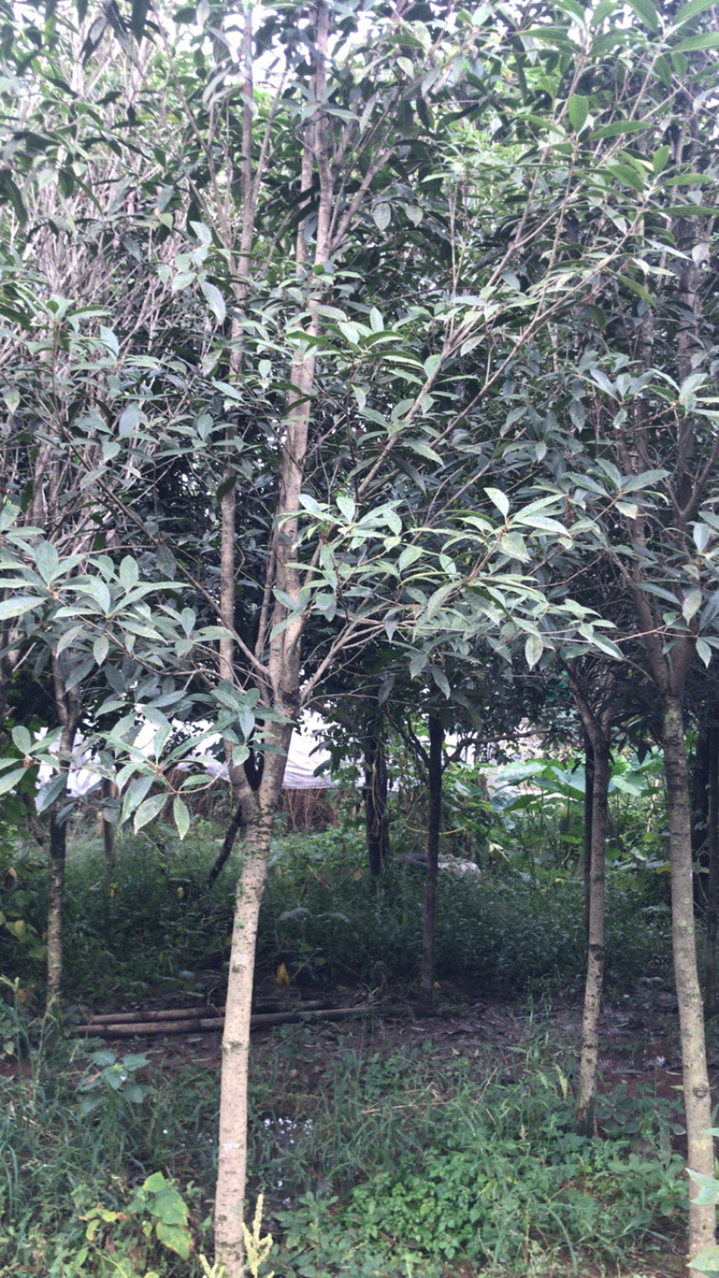 桂花/八月桂自然冠/桂花