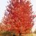 美国红枫秋火焰抗寒红枫大规格胸径5-25公分