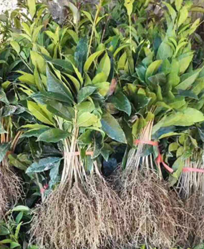 桂花树苗金桂银桂四季桂丹桂八月桂花小苗