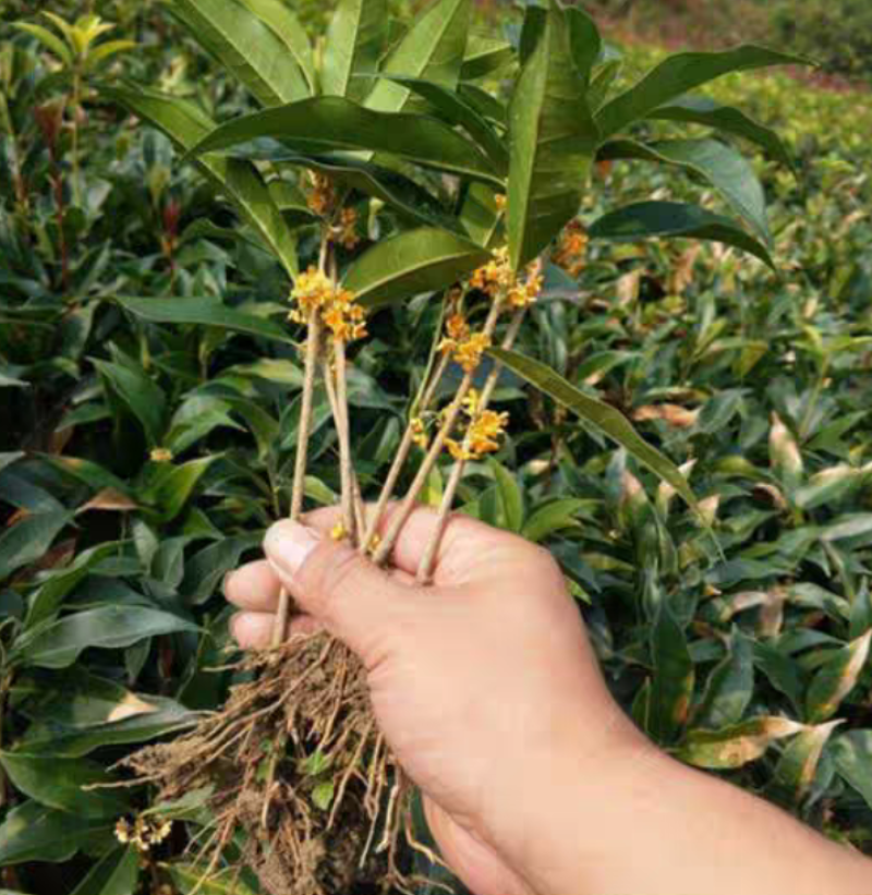 桂花树苗金桂银桂四季桂丹桂八月桂花小苗