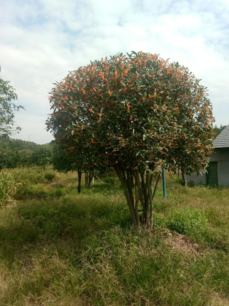 桂花树苗金桂银桂四季桂丹桂八月桂花小苗