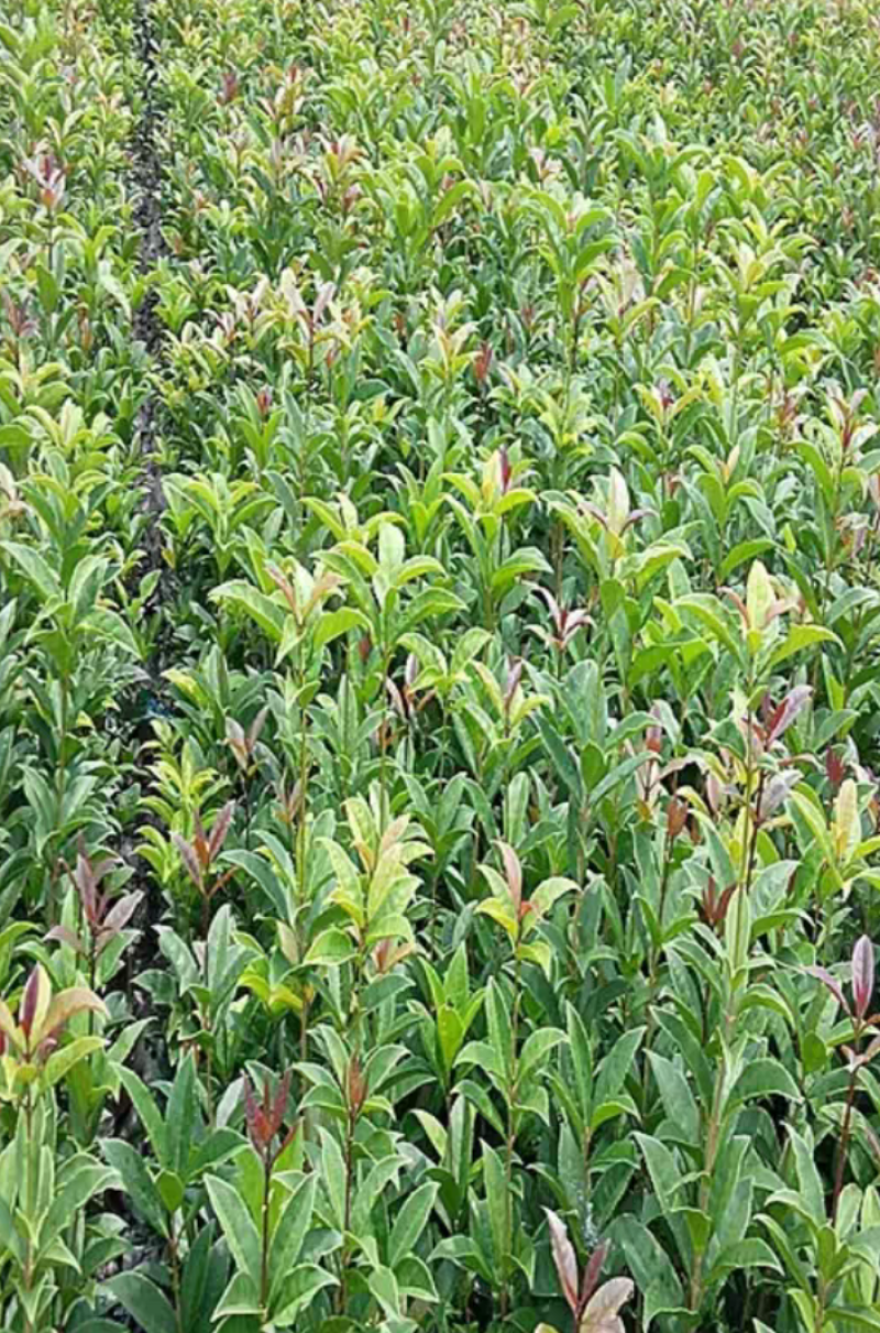 桂花树苗金桂银桂四季桂丹桂八月桂花小苗