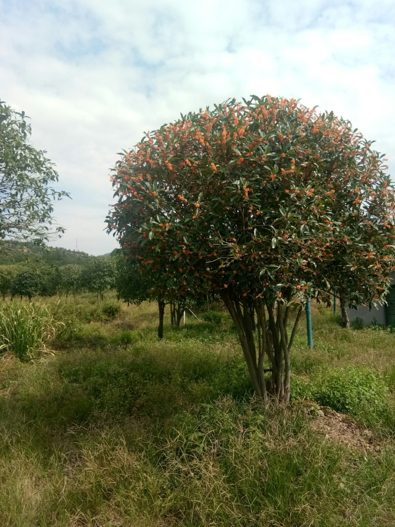 桂花树苗金桂银桂四季桂丹桂八月桂花小苗