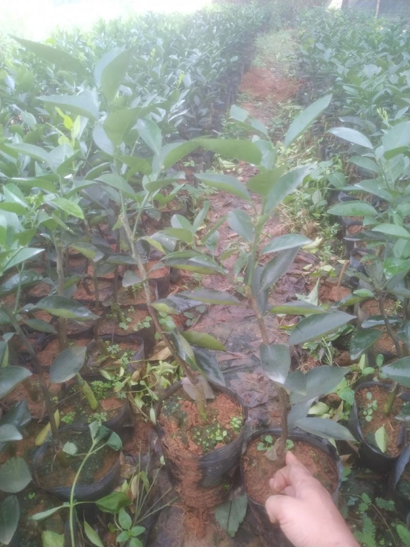 【有好货】阿尔及利亚夏橙苗/地苗/杯苗假一赔百
