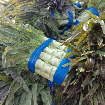红莴笋红尖叶莴苣产地货源充足价格低质量好！