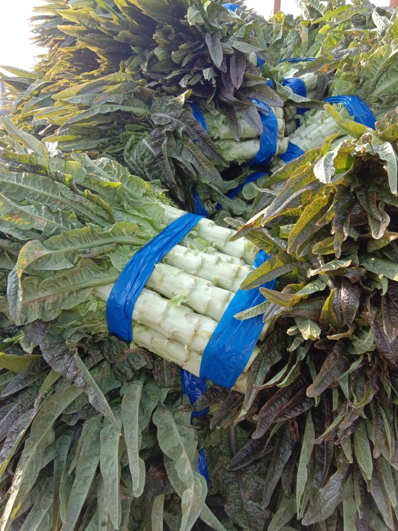 红莴笋红尖叶莴苣产地货源充足价格低质量好！