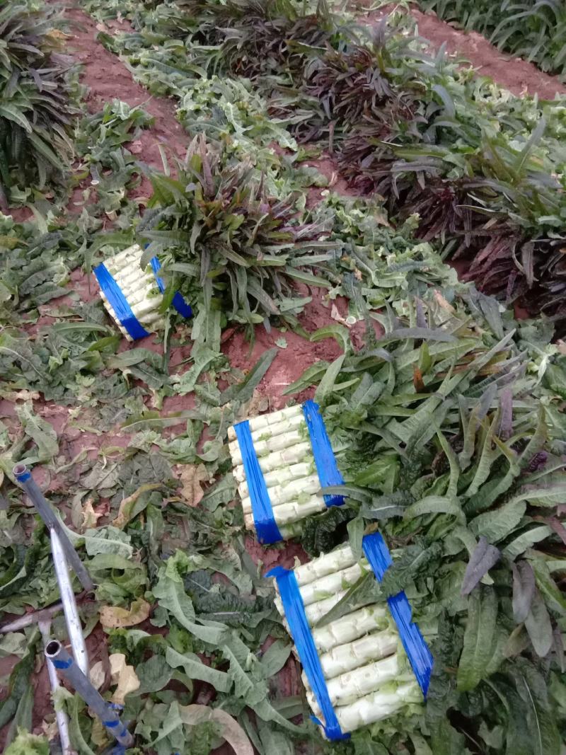 红莴笋红尖叶莴苣产地货源充足价格低质量好！