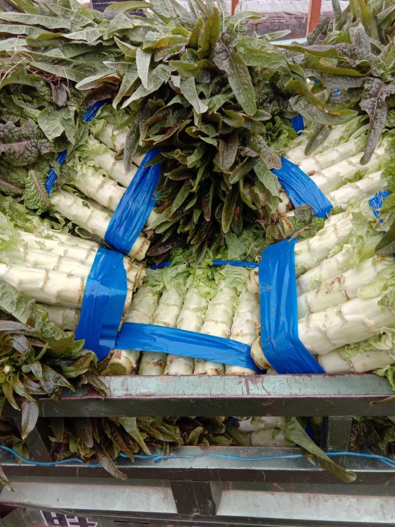红莴笋红尖叶莴苣产地货源充足价格低质量好！