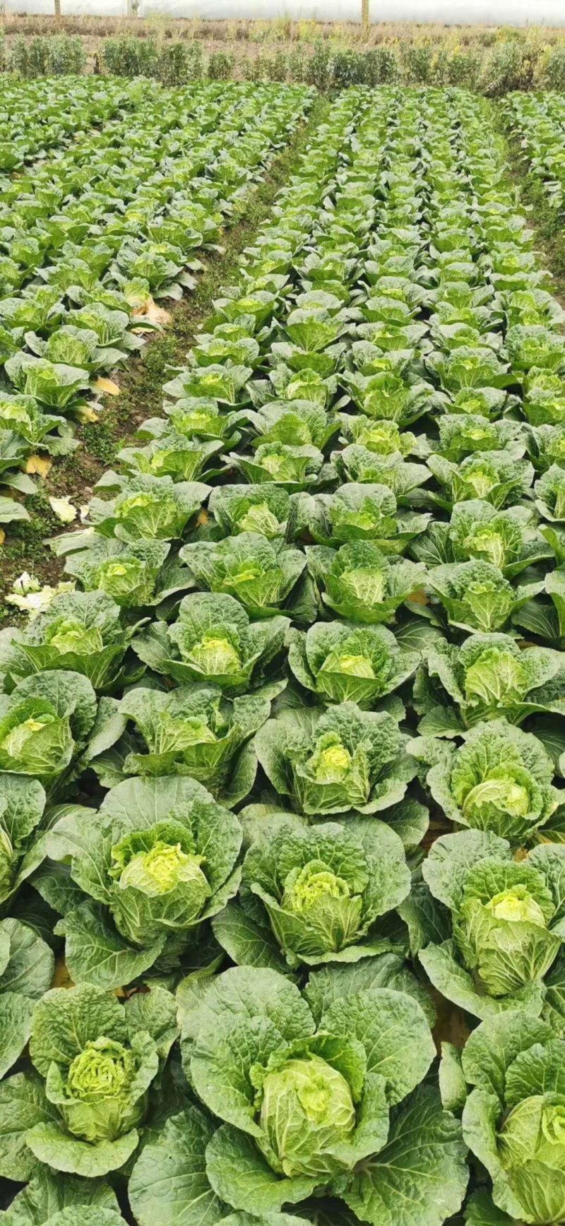 精品白菜产地供货，代发代办专业工人装车，现陆续上市中
