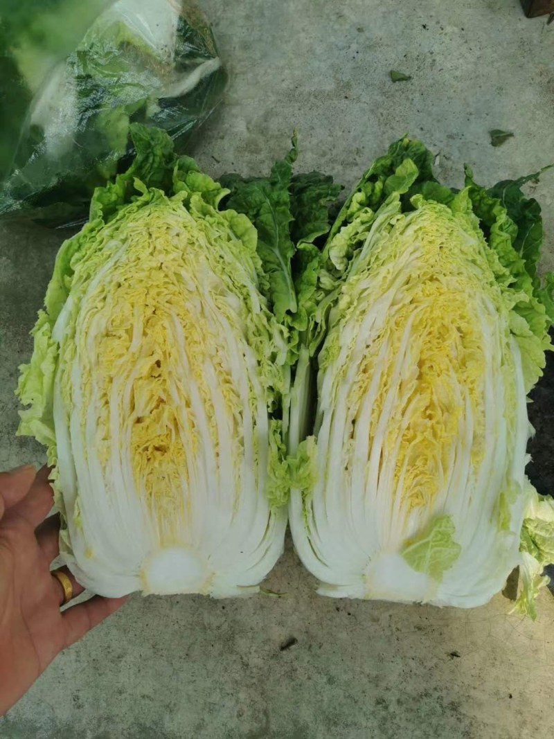 精品白菜产地供货，代发代办专业工人装车，现陆续上市中