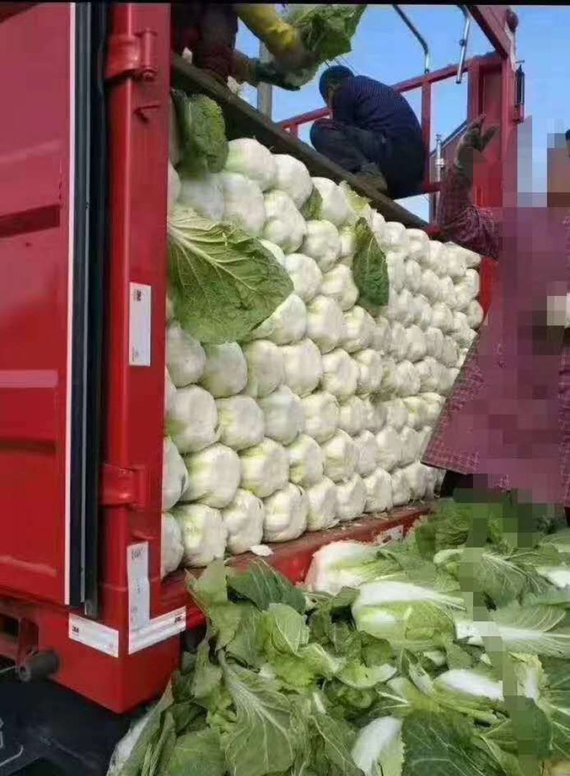 精品白菜产地供货，代发代办专业工人装车，现陆续上市中