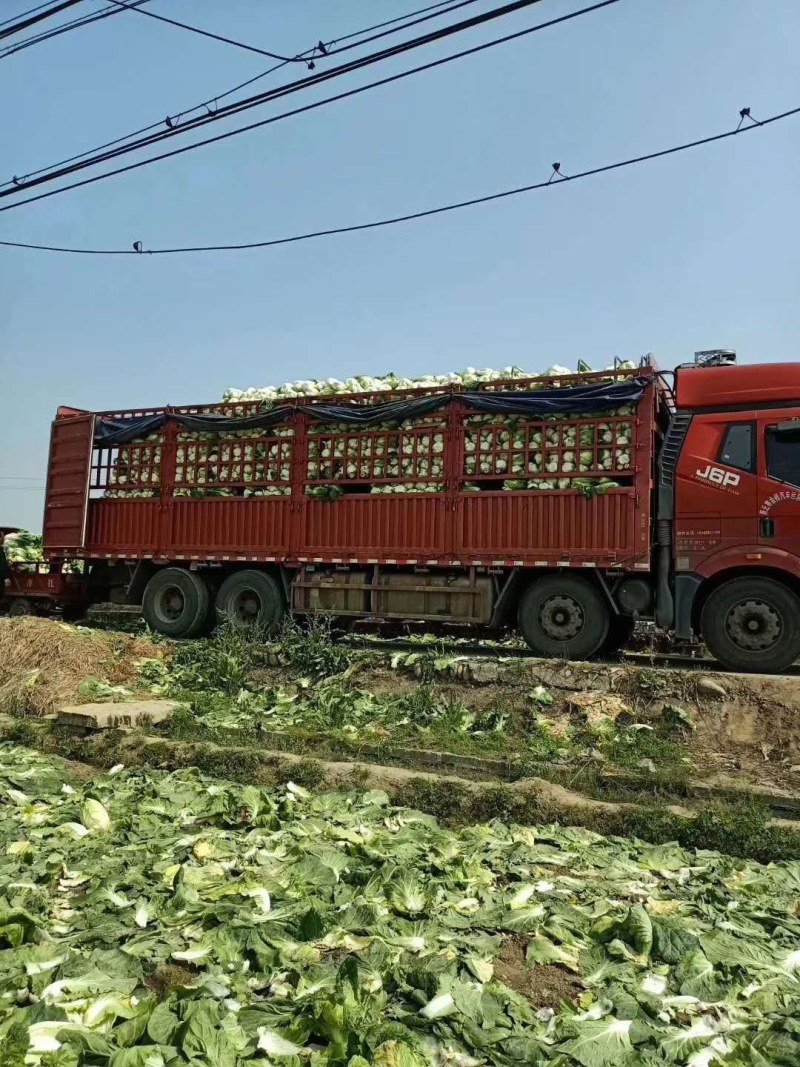 精品白菜产地供货，代发代办专业工人装车，现陆续上市中