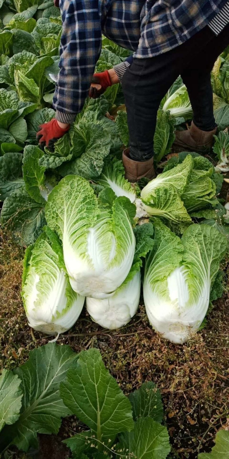 精品白菜产地供货，代发代办专业工人装车，现陆续上市中