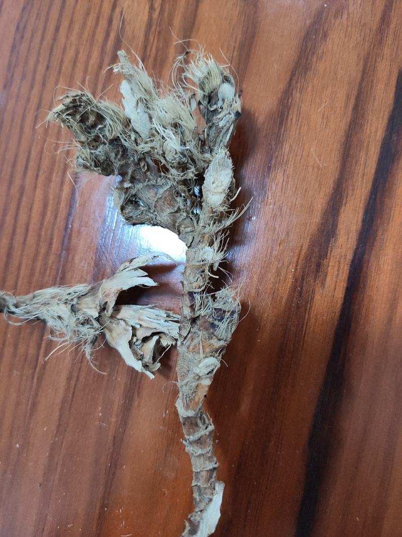 贺州市长寿县野生石菖蒲，无硫磺，自然晒干，天然的。