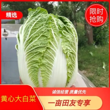 精品白菜产地供货，代发代办专业工人装车，现陆续上市中