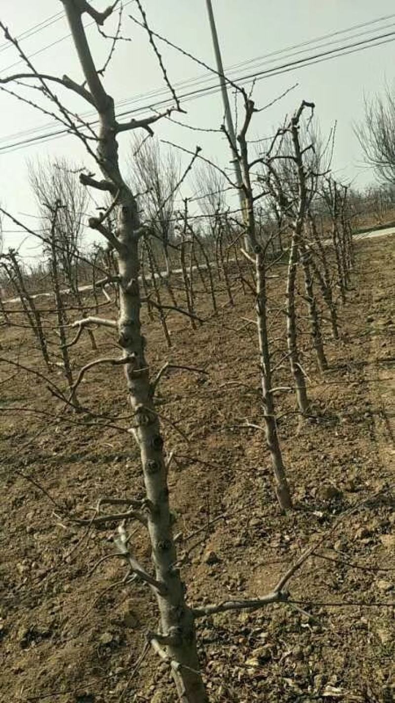 占地桃树1--10公分量大特优临沂徐州货源开心型主干型3