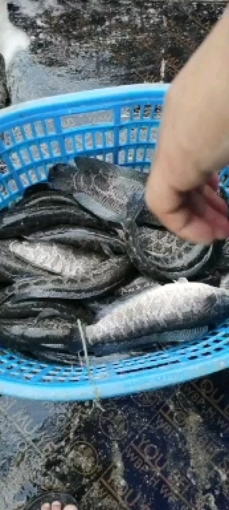 黑鱼营养价值高，吃法多，选择多可以火锅，酸菜鱼口感好