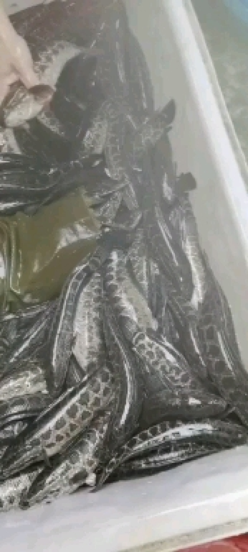 黑鱼营养价值高，吃法多，选择多可以火锅，酸菜鱼口感好