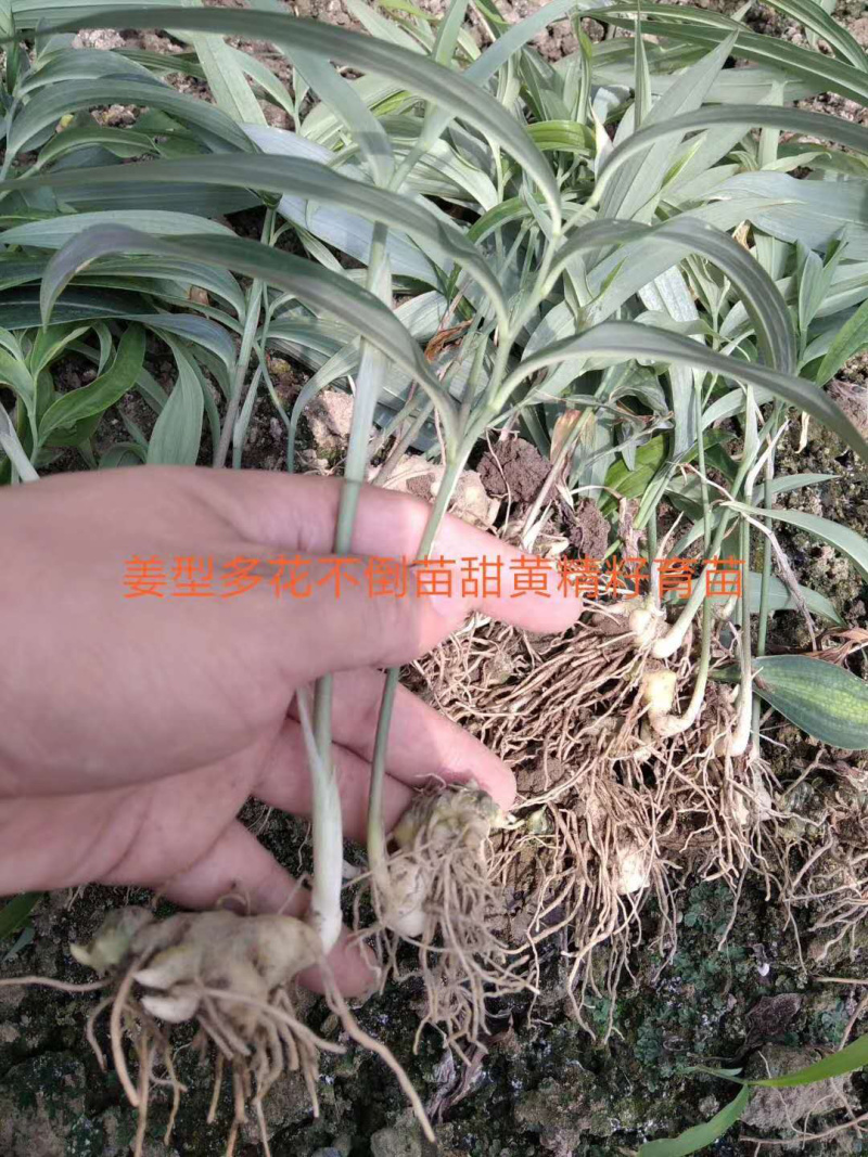 黄精籽育苗，多花姜型甜黄精，提供技术指导，一件代发