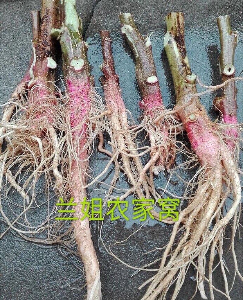 刺苋菜头。煲汤汤料。去湿